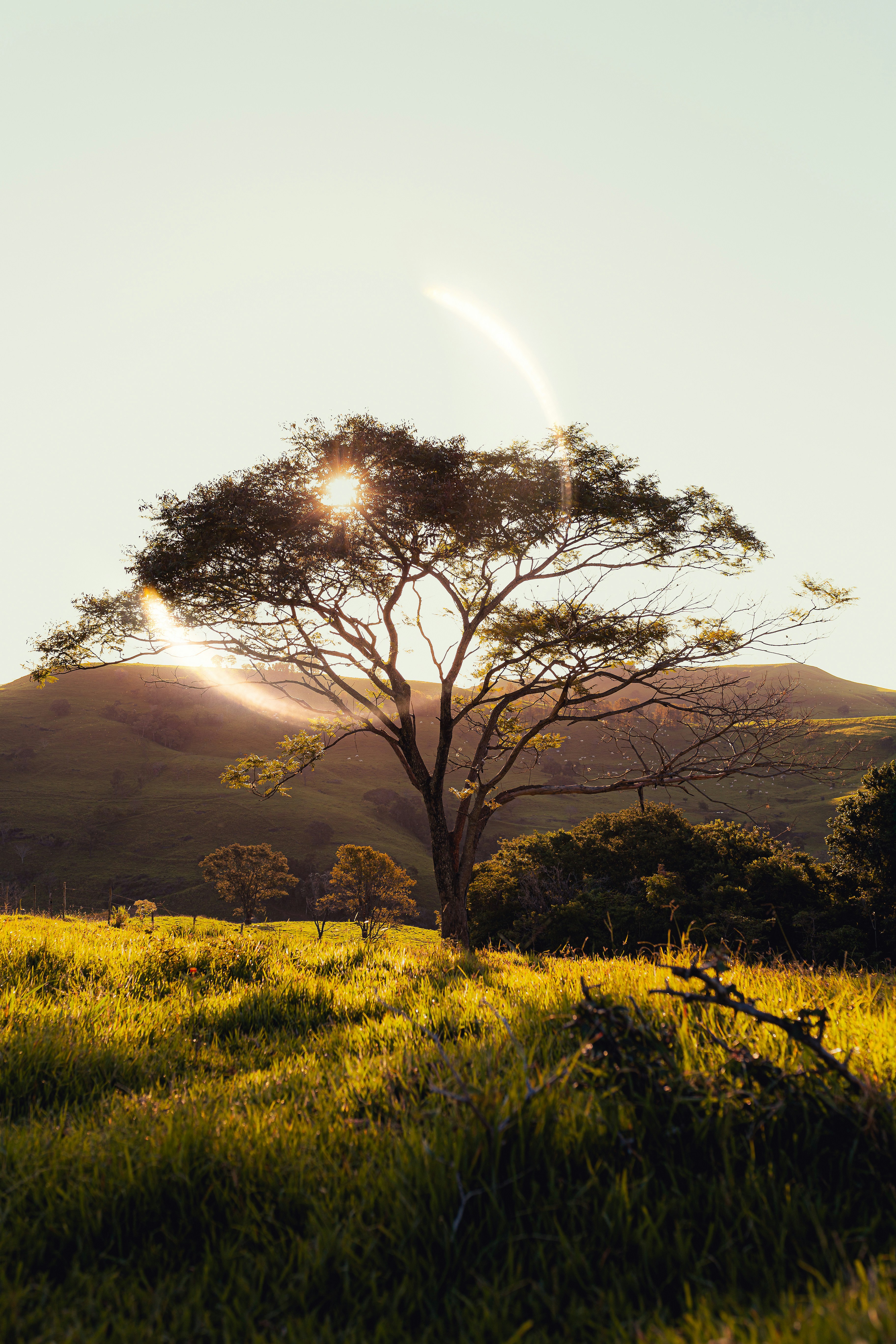Sunlit tree on rolling hills